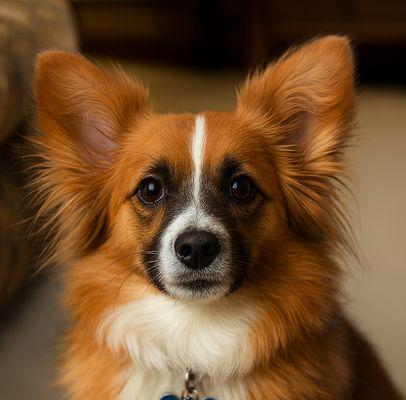 Donelson Critter Sitters