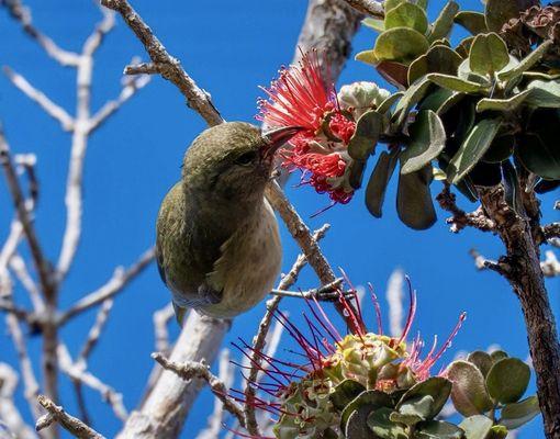 Pu’u ‘Ō’ō Trail