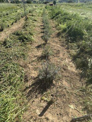 Sunrise Ag Farm Labor Contractor