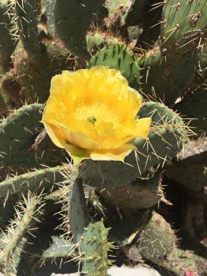 Beautiful desert cactus flowers bloom every spring