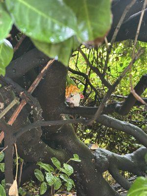 Valley of the Gnomes