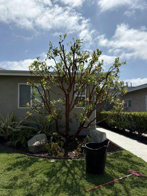 Verde Landscape Service