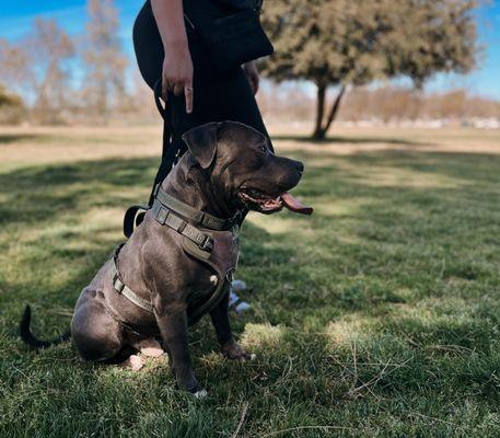 Savoir Faire Dog Training