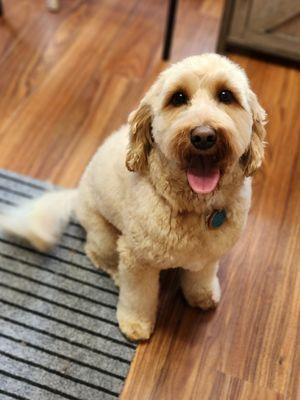 Curly Doodle Dog Grooming