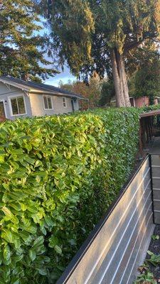 Santos Carrillo Landscaping