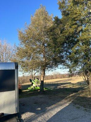 Getting ready to take this pine tree down