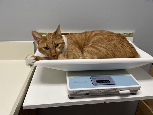 Highland's Pet Medical Clinic