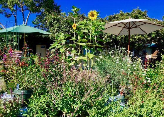 Pearson's Garden & Herb Farm