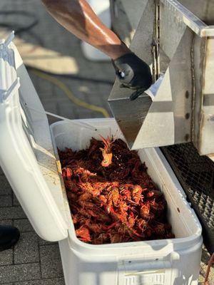 Mudbug Madness Festival