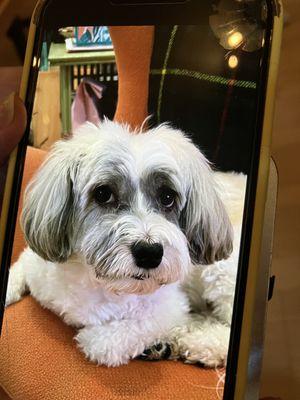 Luxury dog & cat home groomer