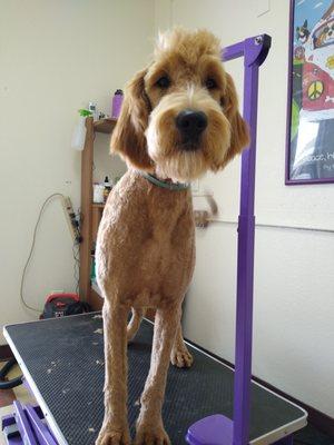 All Pooches Grooming Garage