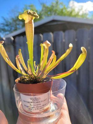 Baby Native Pitcher Plant!