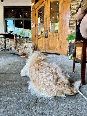 Absolute Control Dog Training