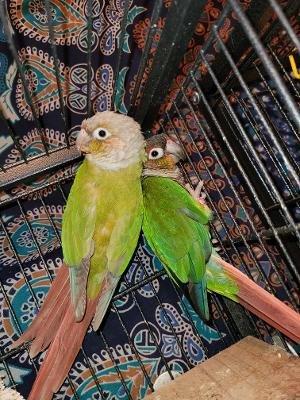 JJ Birds and Supplies