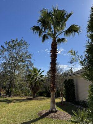 Young's Tree Service & Stump Removal