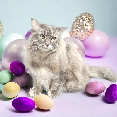 Santina's Posh Paws Cat Grooming