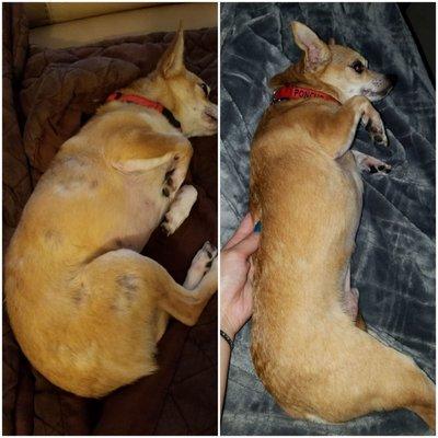 After they recommended we change his dry food and give him supplements. Amazing!