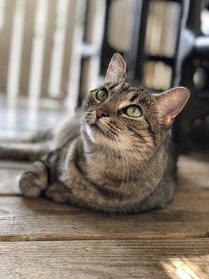 Sunny Meadows Safe Haven For Pets