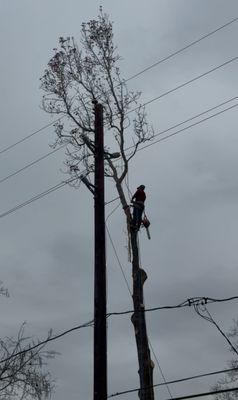 FR&F Tree Service
