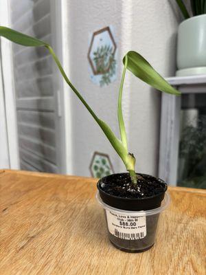 Peace Love and Happiness Club