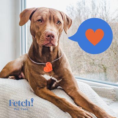 Fetch Pet Care