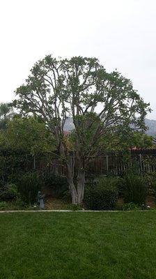 Red Hill Tree Service