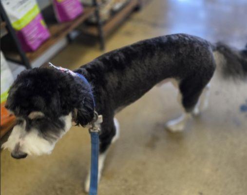 MJ's Pet Spaw & Boutique