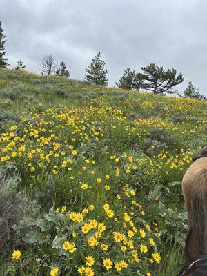 Remington’s Alpine Outfitting