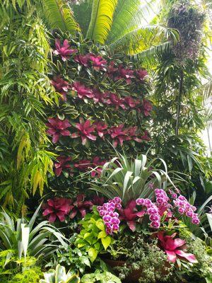 Lady Blush Skin and Beauty