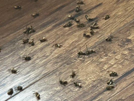 Yellow jackets, dead inside house after flying to east facing door window.