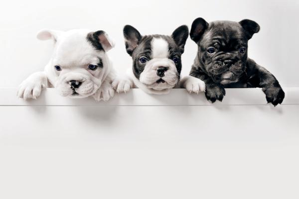 Critter Care of Lakewood Ranch