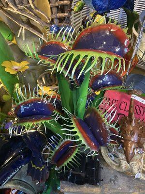 Venus Fly Trap