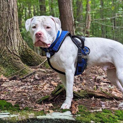 Newlife In Home Pet Care