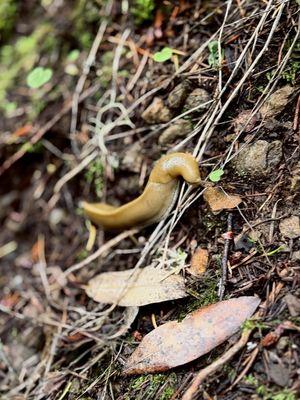 Banana Slug, Fern Creek Trail