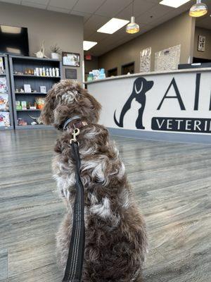 All Pets Veterinary Clinic