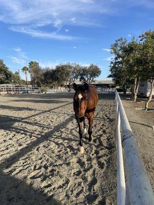 Sycamore Trails Stables