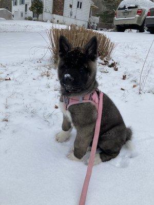 At Your Door Veterinary Services