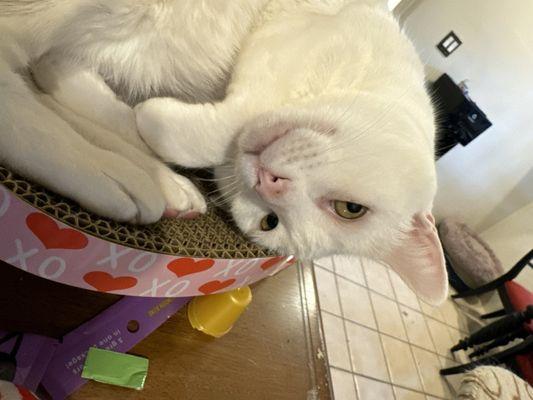 Walter White my amazing cat