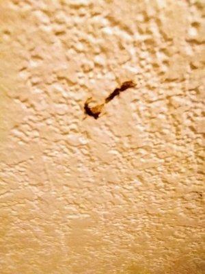 This one was very questionable. Looked like poop on the wall behind the desk. I can see how that would've been missed though probably