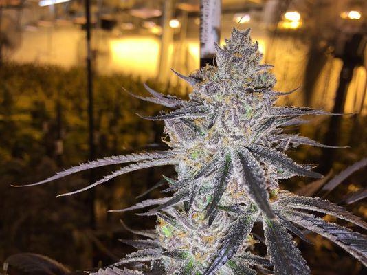 Banana Split #10 growing strong!