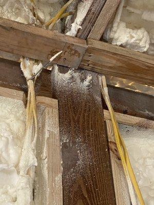 Mister Sparky of Ocala