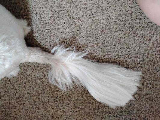 Botched tail