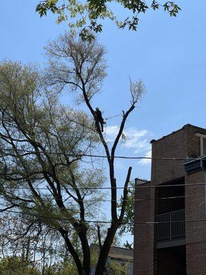 GTO Tree Services and Landscape