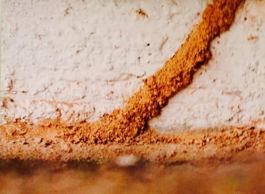 AAA Abco Termite & Pest Control