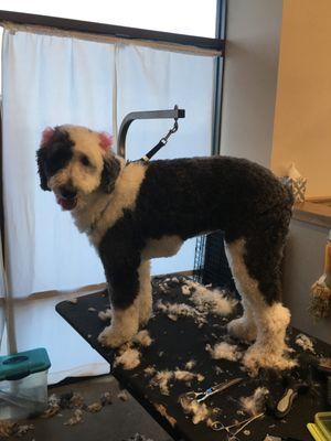 Hairy Styles Grooming Salon