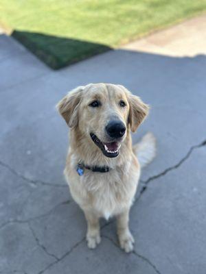 Pampered Pet Grooming & Spa