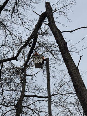 The Wood Shop Tree Service