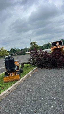 Green View Tree Service