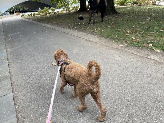 Pets At Play - DogServices Church Hill