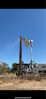 Removal of dead pine